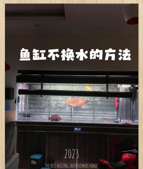 鱼缸水流调节技巧解析