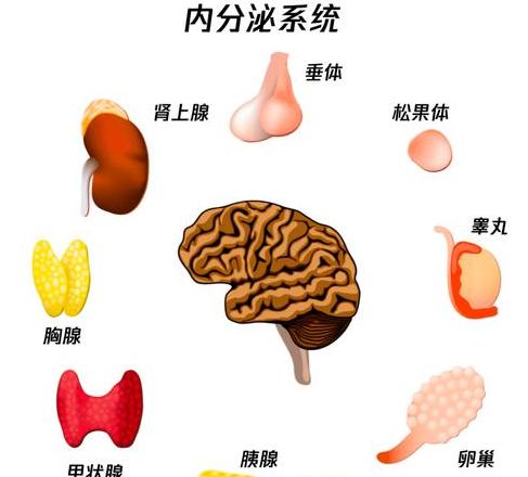 内分泌腺种类解析及分泌不足症状一览